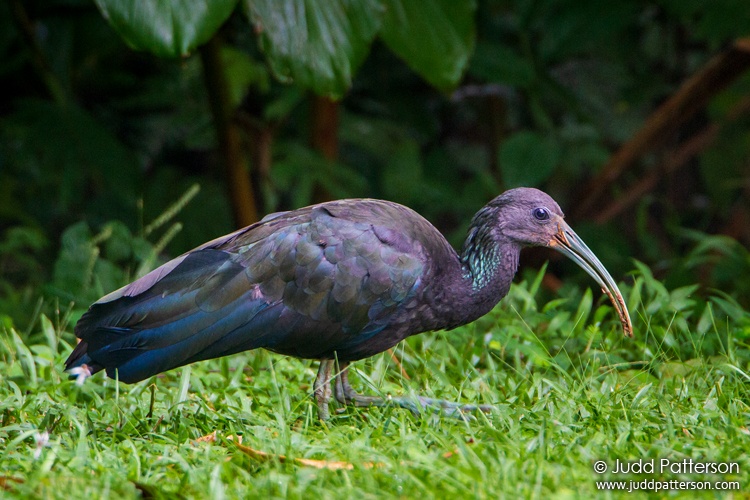 Green Ibis, Alajuela, Costa Rica